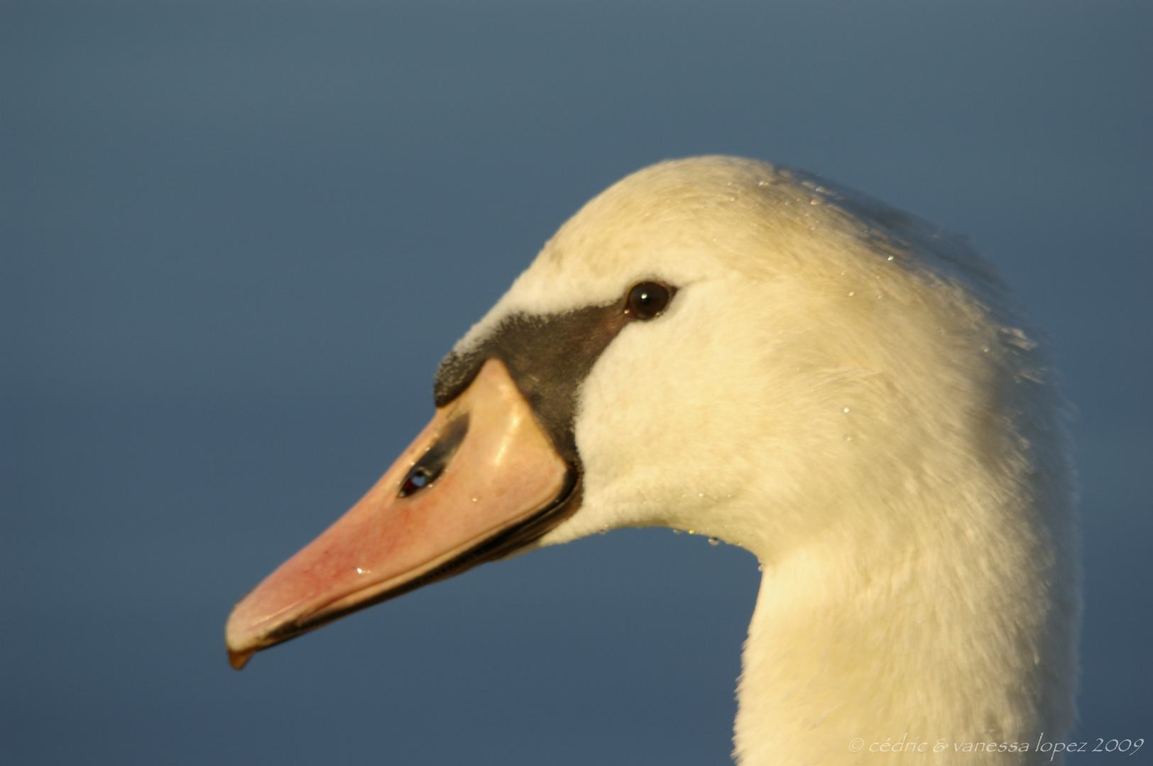 Cygne au crépuscule