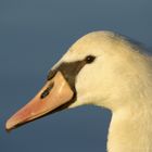 Cygne au crépuscule