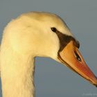 Cygne au crépuscule 2