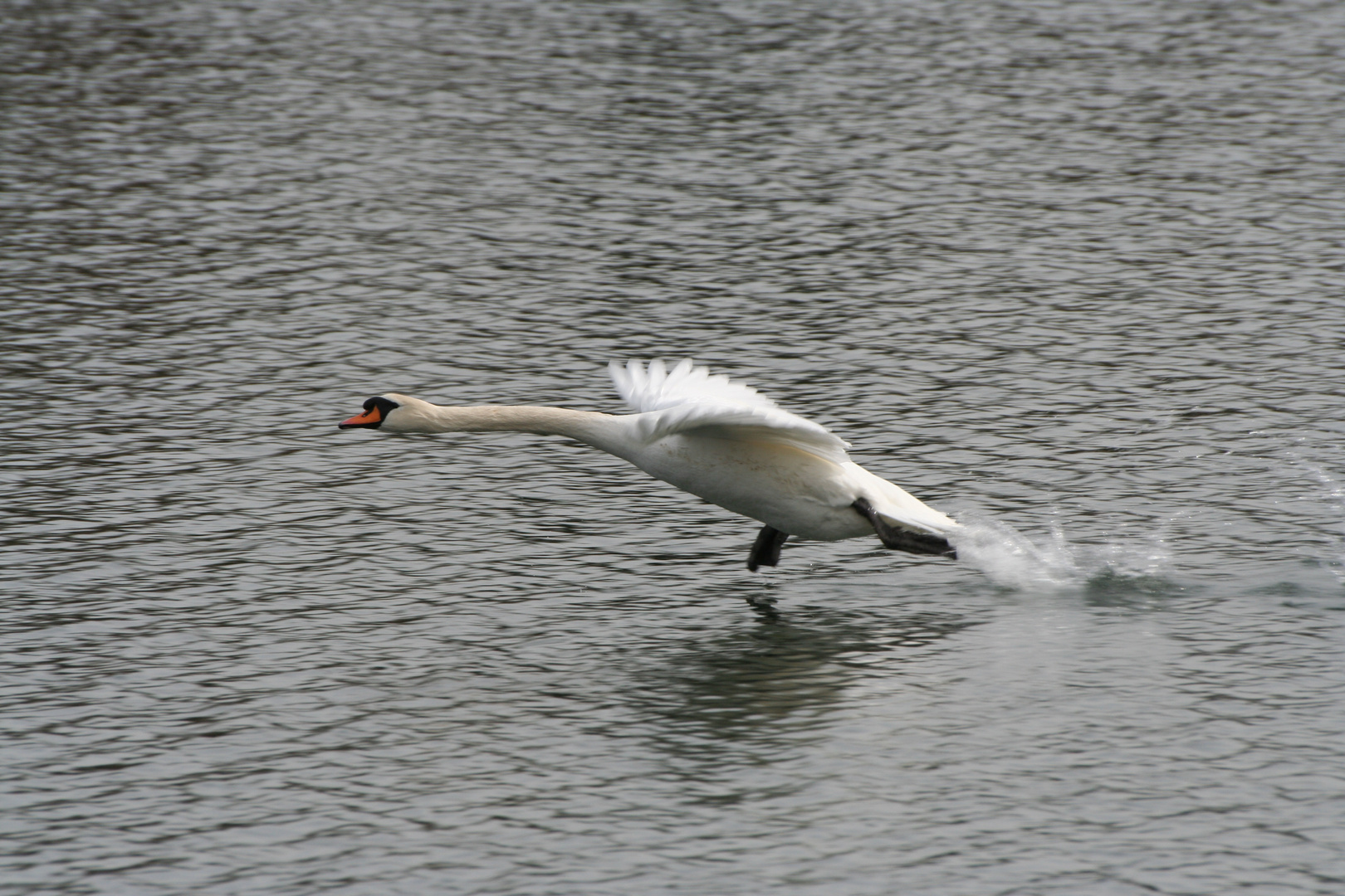 CYGNE AU DECOLLAGE