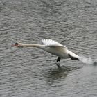 CYGNE AU DECOLLAGE