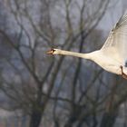 Cygne au décollage