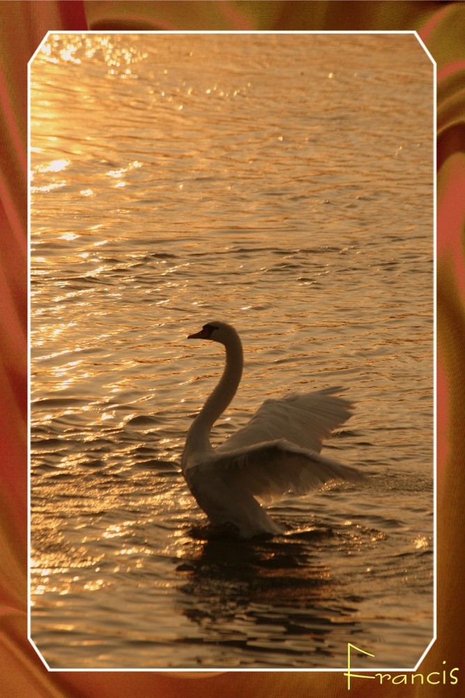 Cygne au lever du soleil