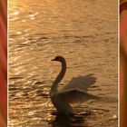 Cygne au lever du soleil