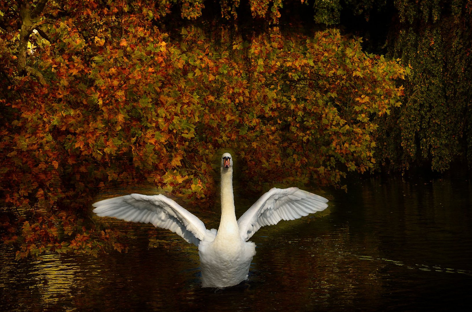 CYGNE AUTOMNALE...........:))