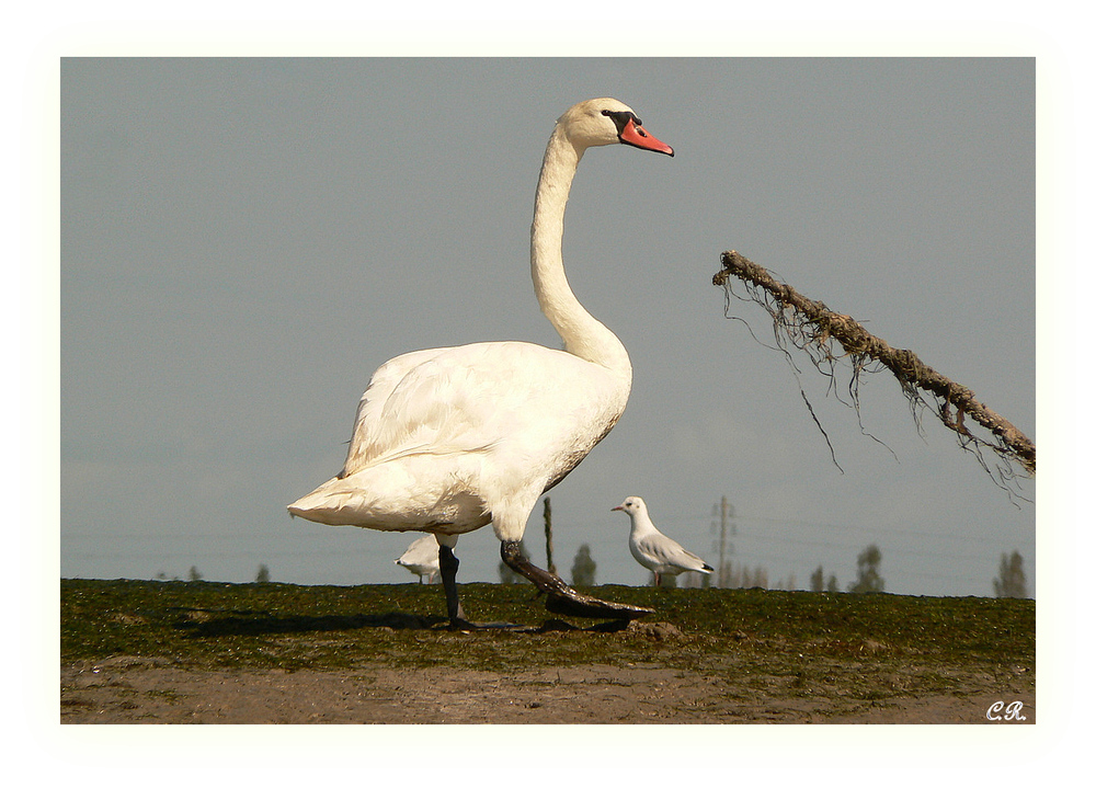 Cygne avant-coureur...