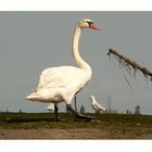 Cygne avant-coureur...