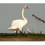 Cygne avant-coureur...