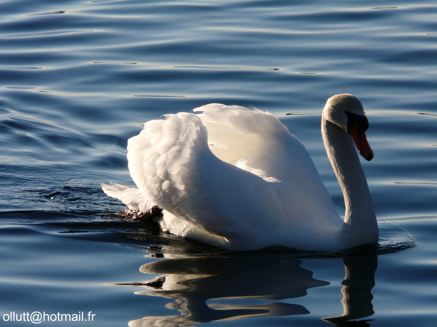 Cygne