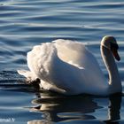 Cygne