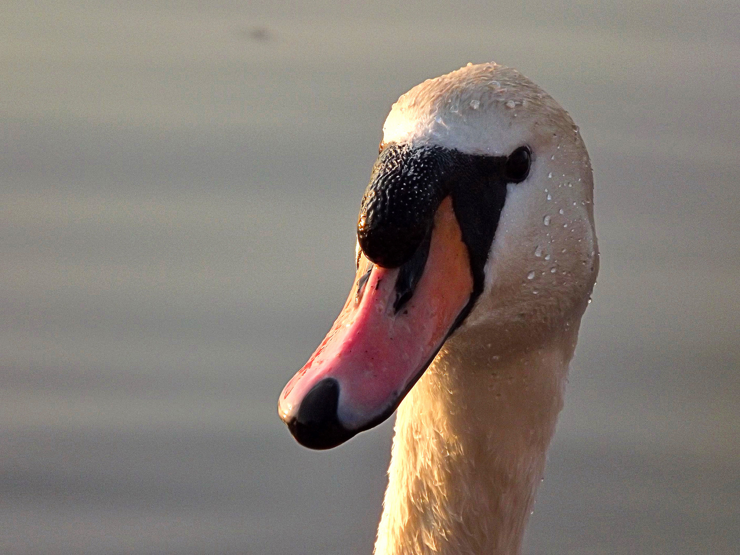 Cygne