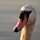 Cygne