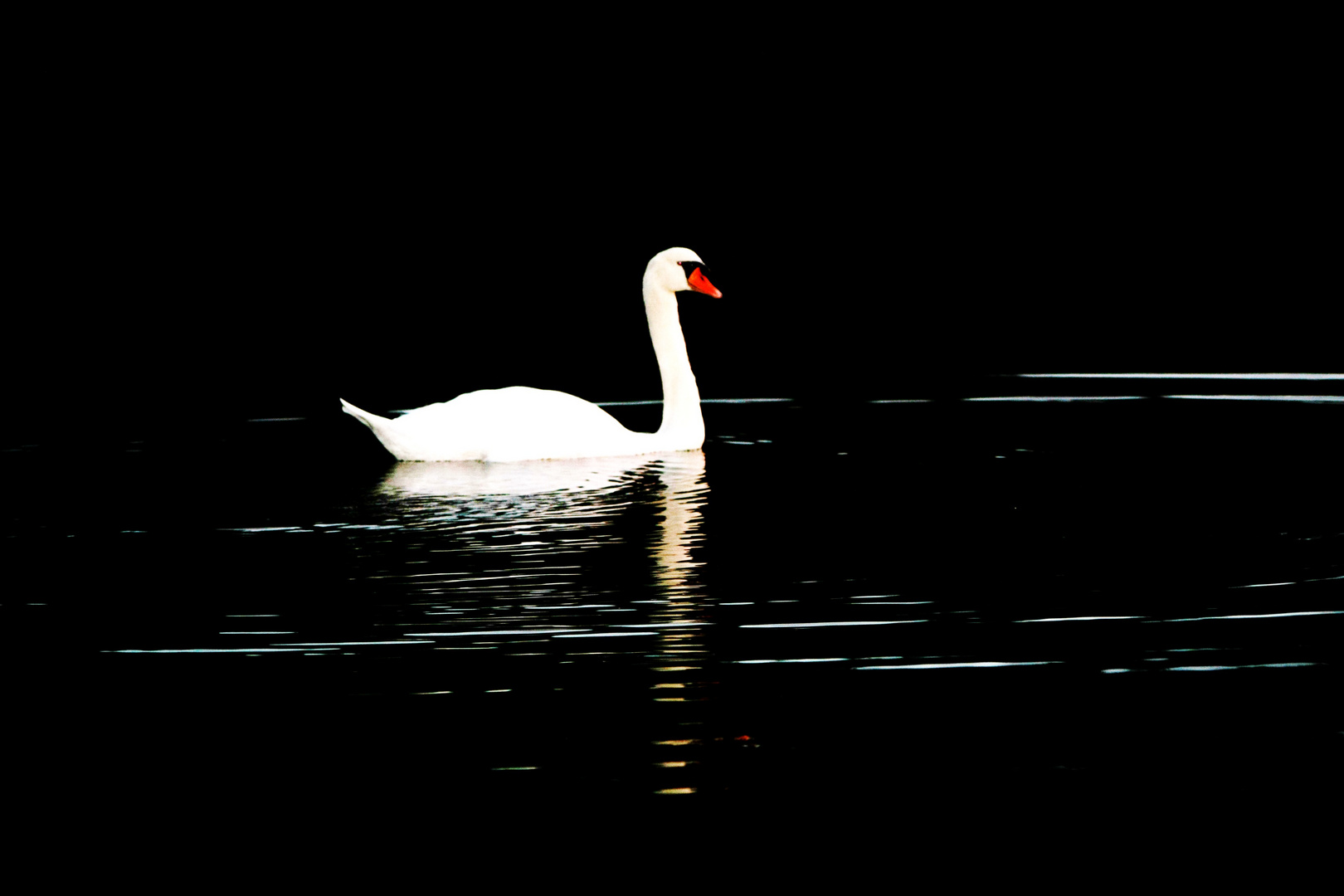 cygne