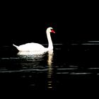 cygne