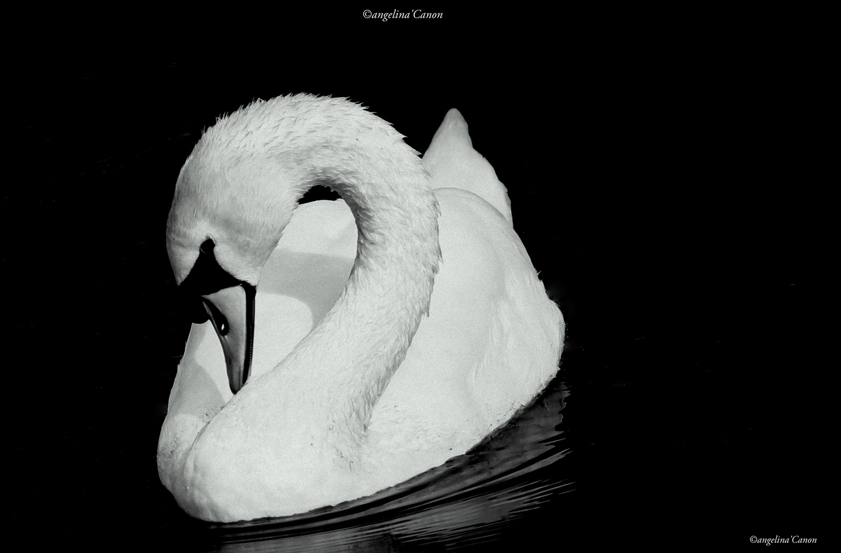 Cygne