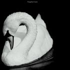 Cygne