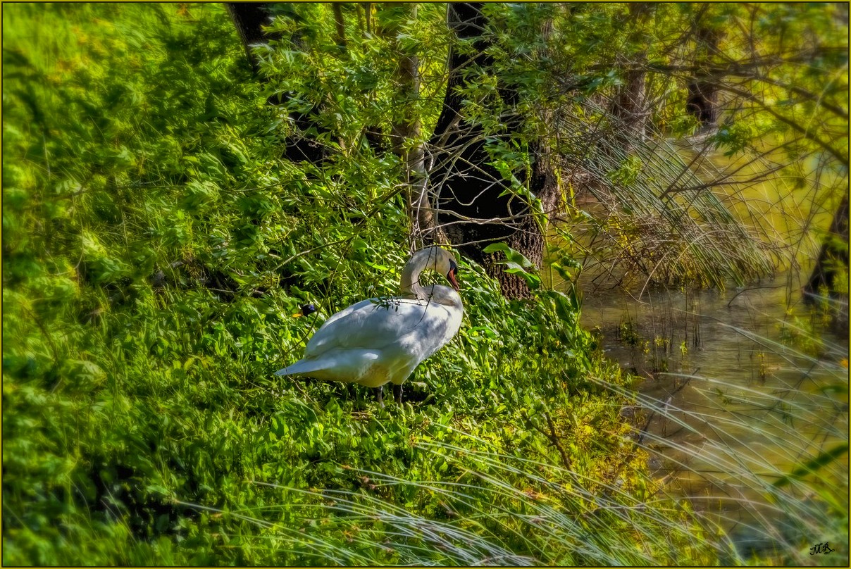 Cygne