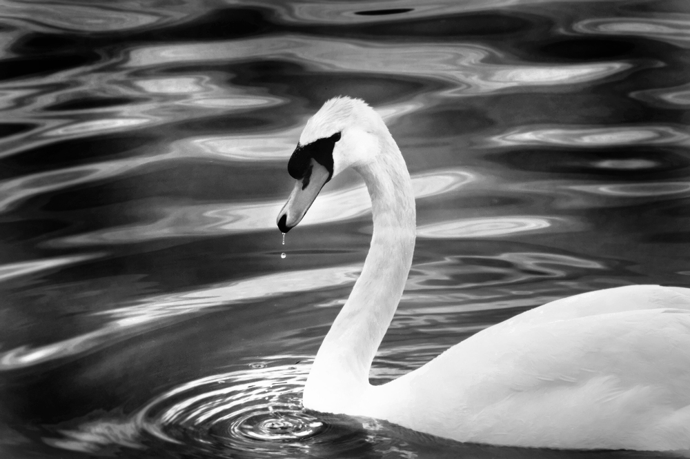 cygne