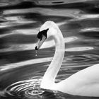 cygne