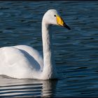 Cygne