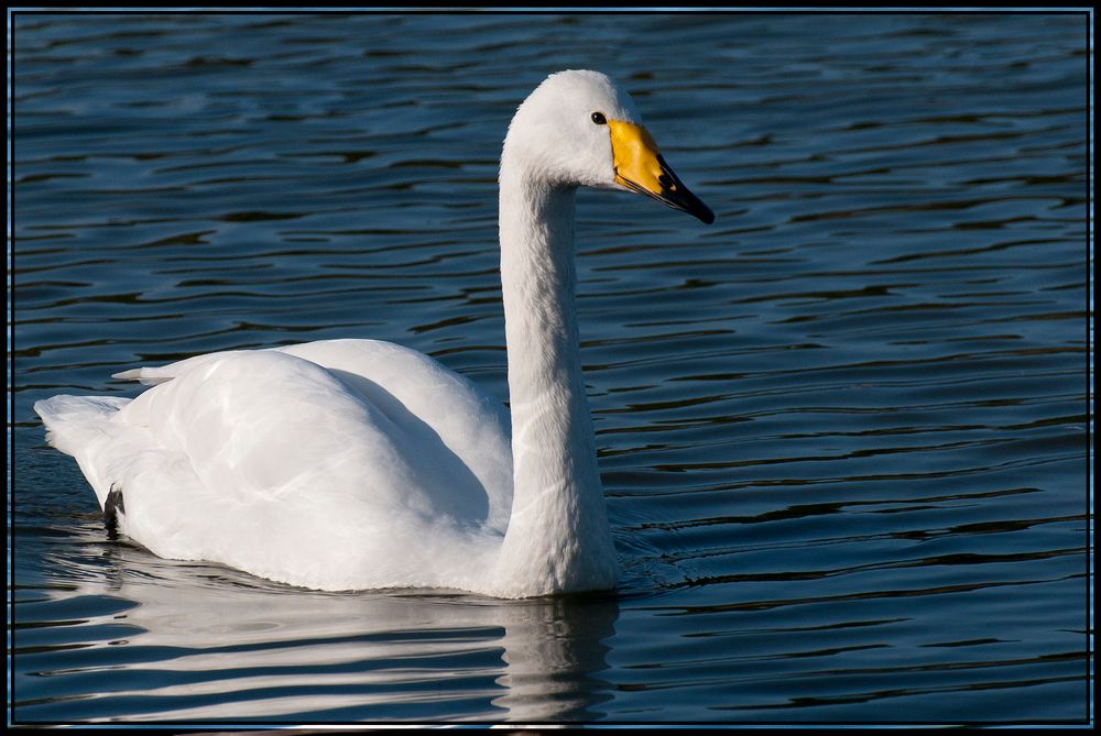 Cygne