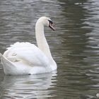 Cygne