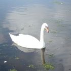 cygne