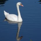 Cygne