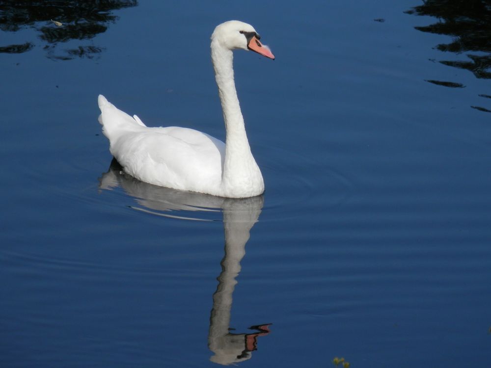 Cygne