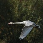 cygne