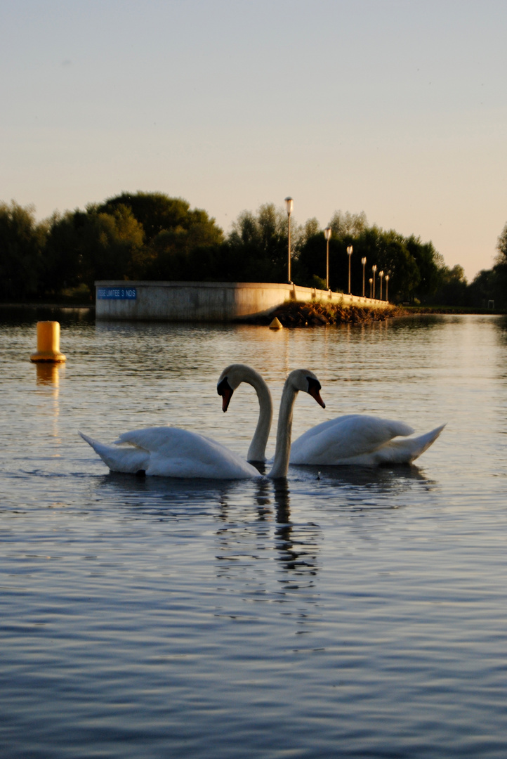 Cygne