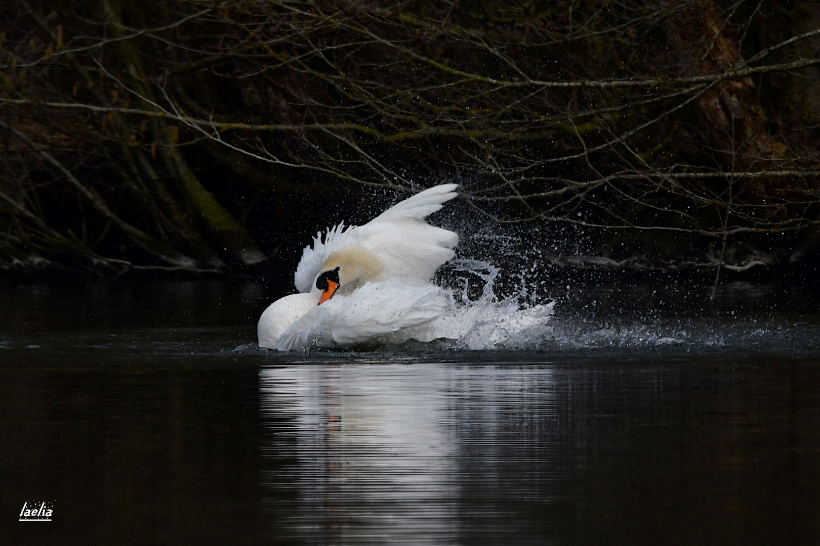 CYGNE beautee elegance 