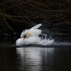 CYGNE beautee elegance 