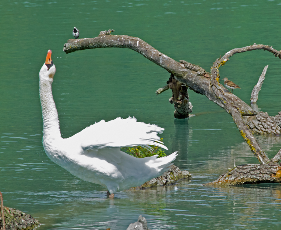 cygne, bergeronnette grise et chevalier guignette