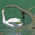 cygne, bergeronnette grise et chevalier guignette