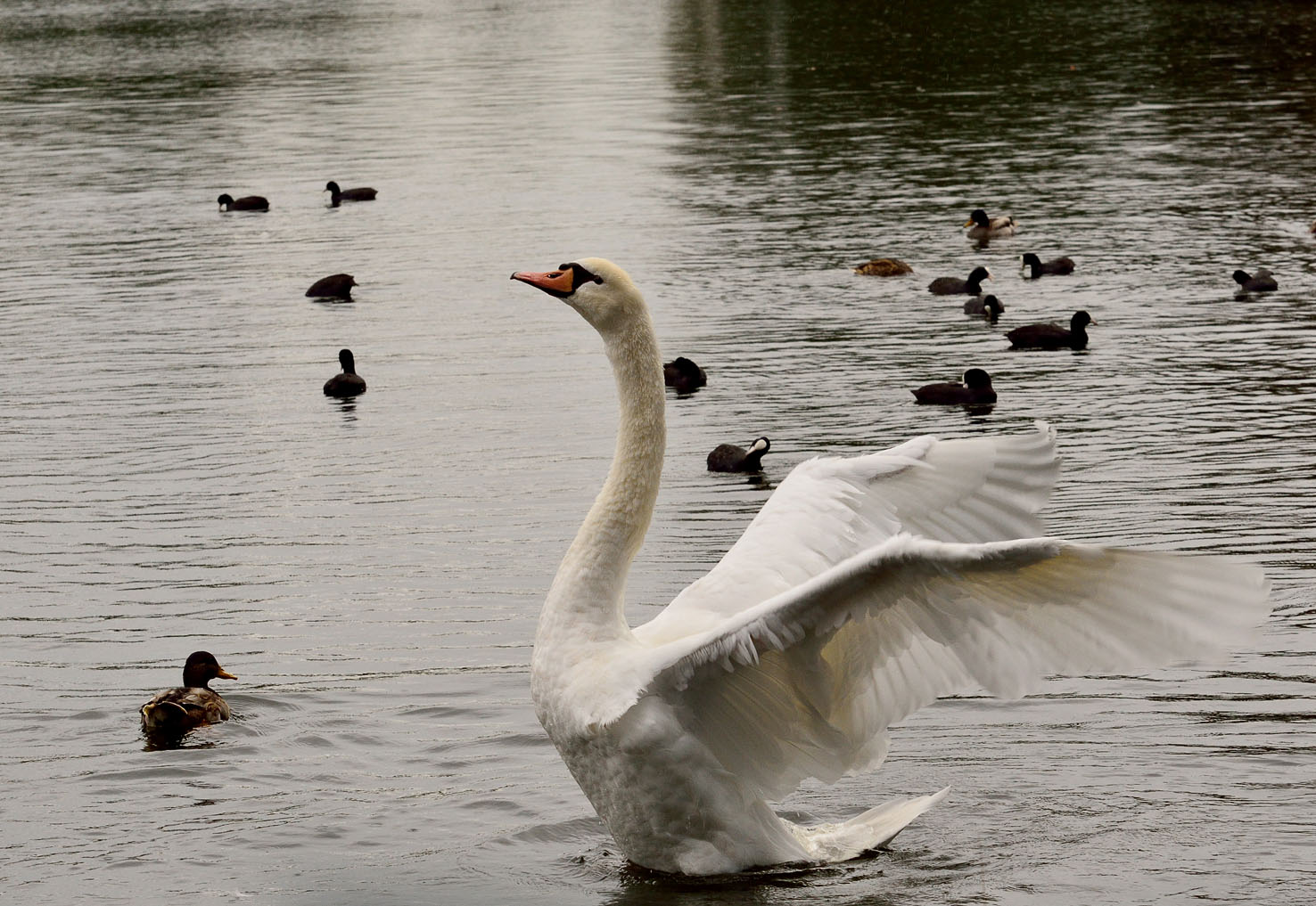 CYGNE......................:)