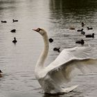 CYGNE......................:)