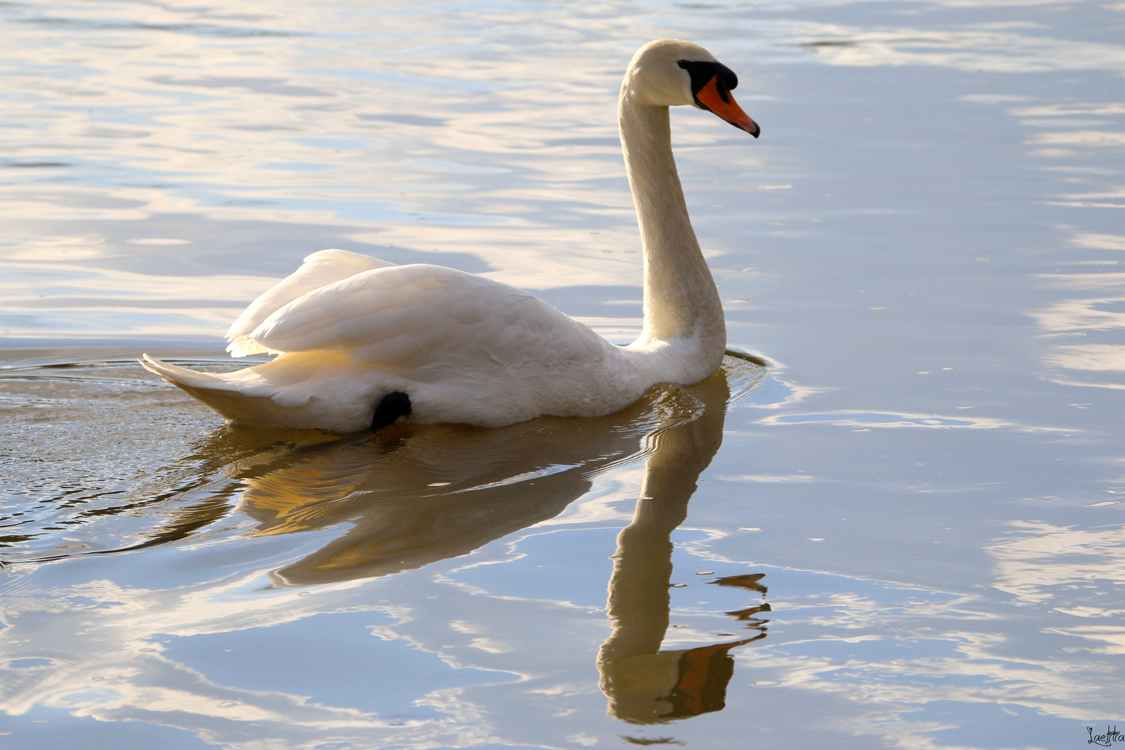 Cygne blanc