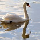 Cygne blanc