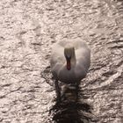 CYGNE BLANC A CONTRE JOUR