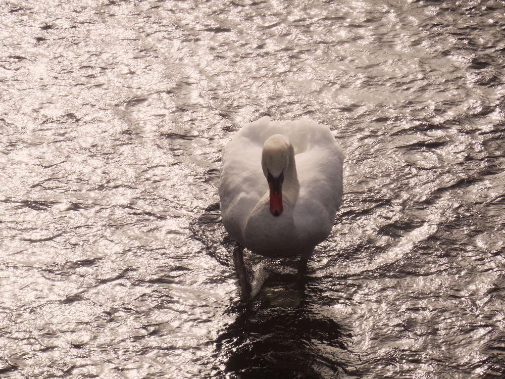 CYGNE BLANC A CONTRE JOUR