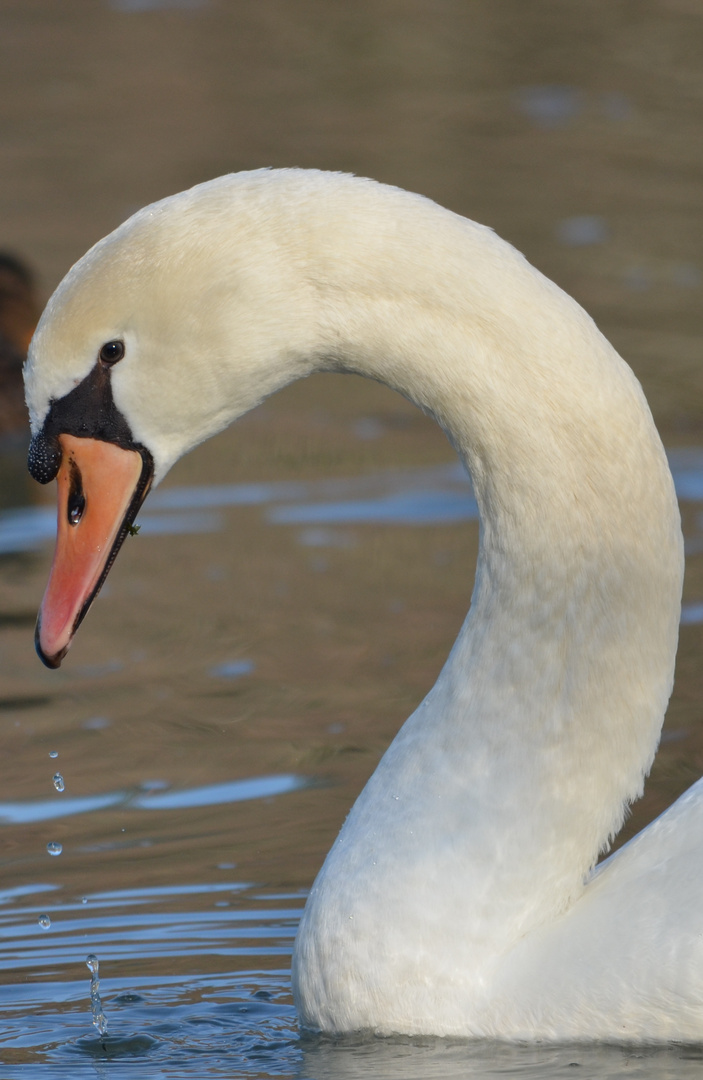 cygne blanc