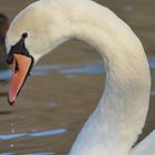 cygne blanc