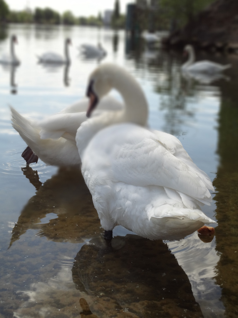 Cygne blanc