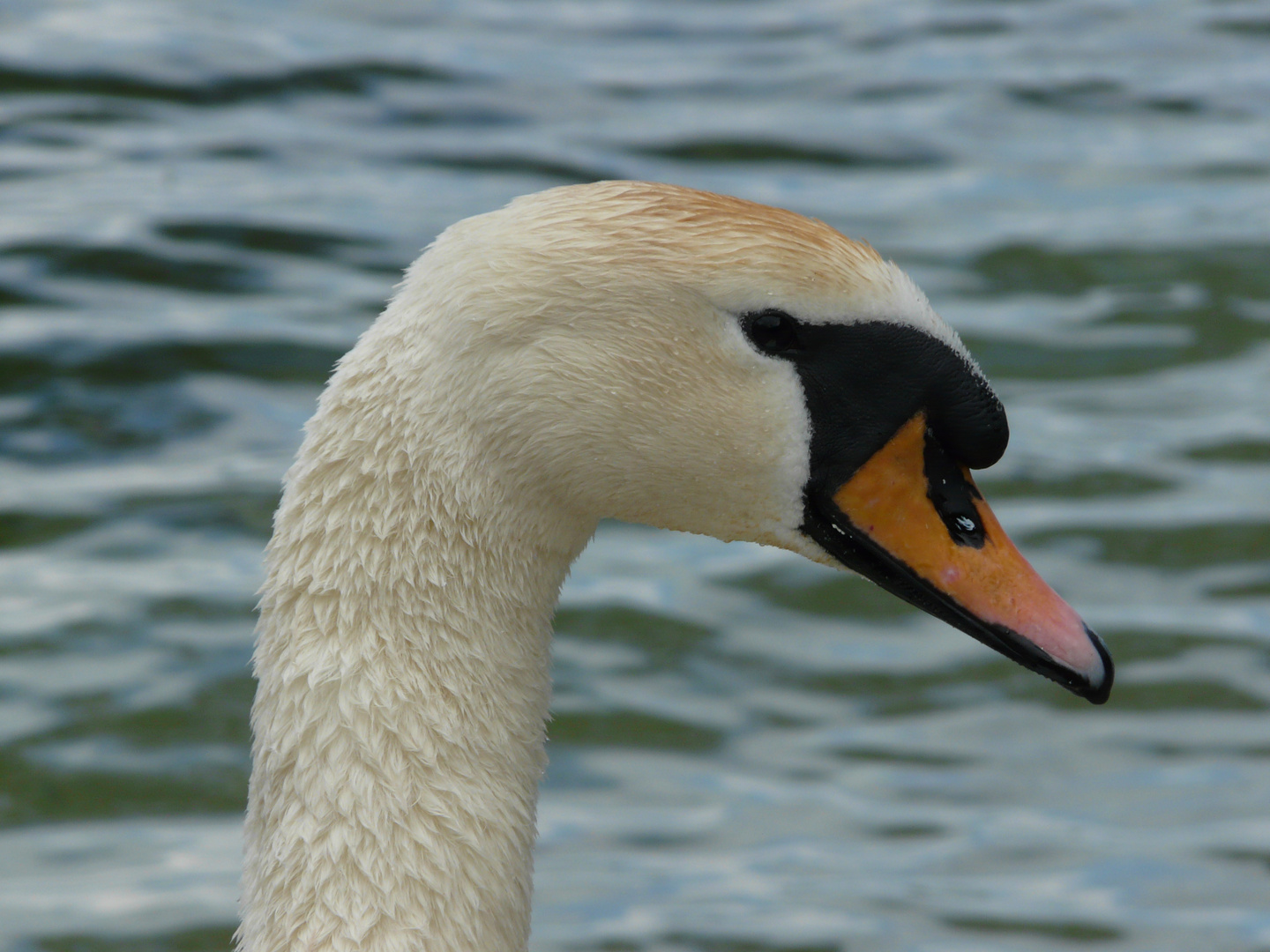 Cygne