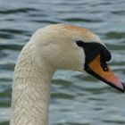 Cygne