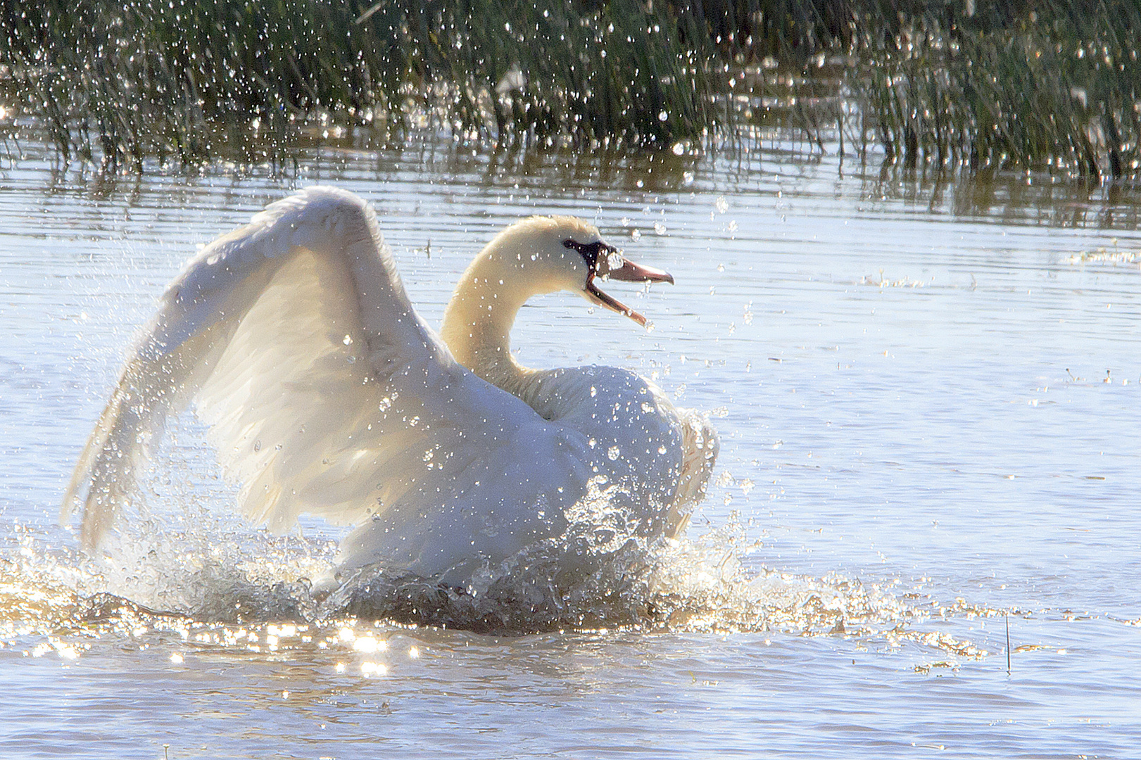 Cygne