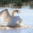 Cygne