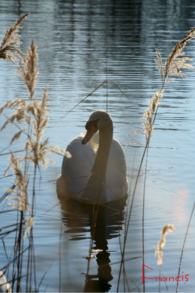 Cygne