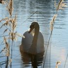 Cygne